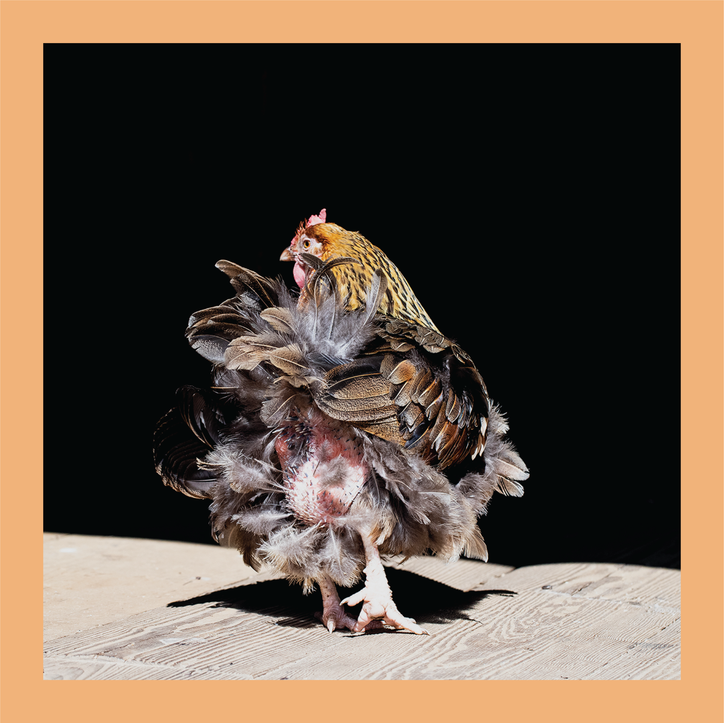 Dancing Feathers - signed print by Trevor D