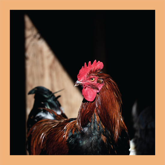 Piercing Eye - signed print by Trevor D