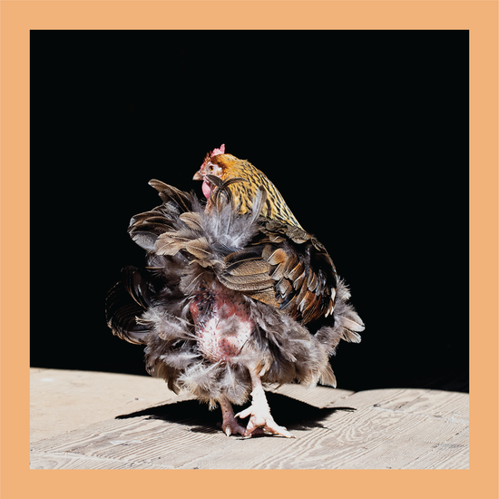 Dancing Feathers - signed print by Trevor D