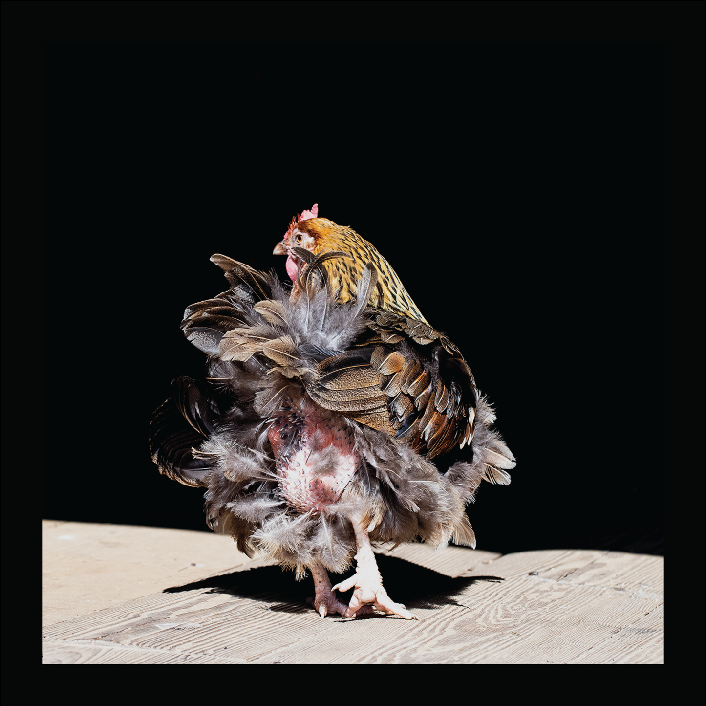 Dancing Feathers - signed print by Trevor D