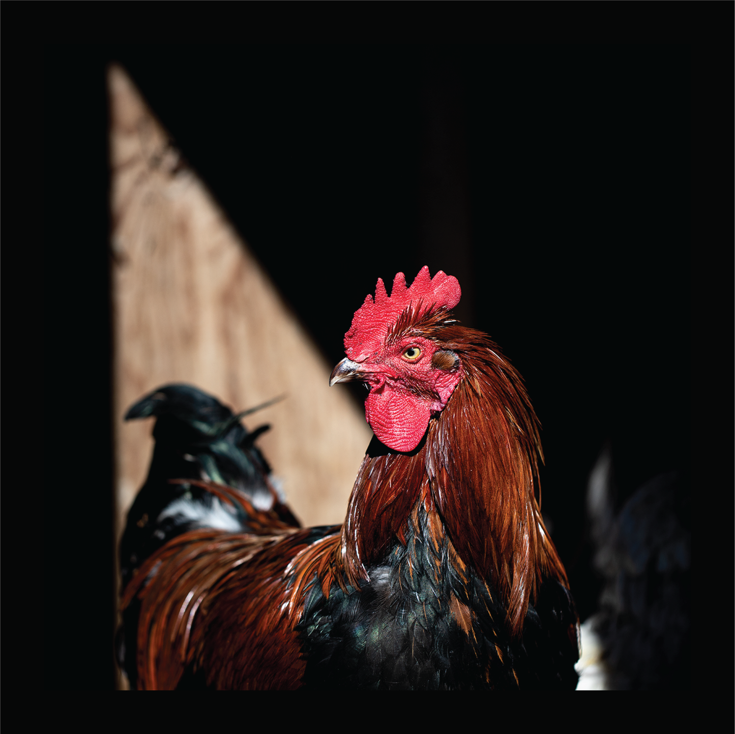 Piercing Eye - signed print by Trevor D