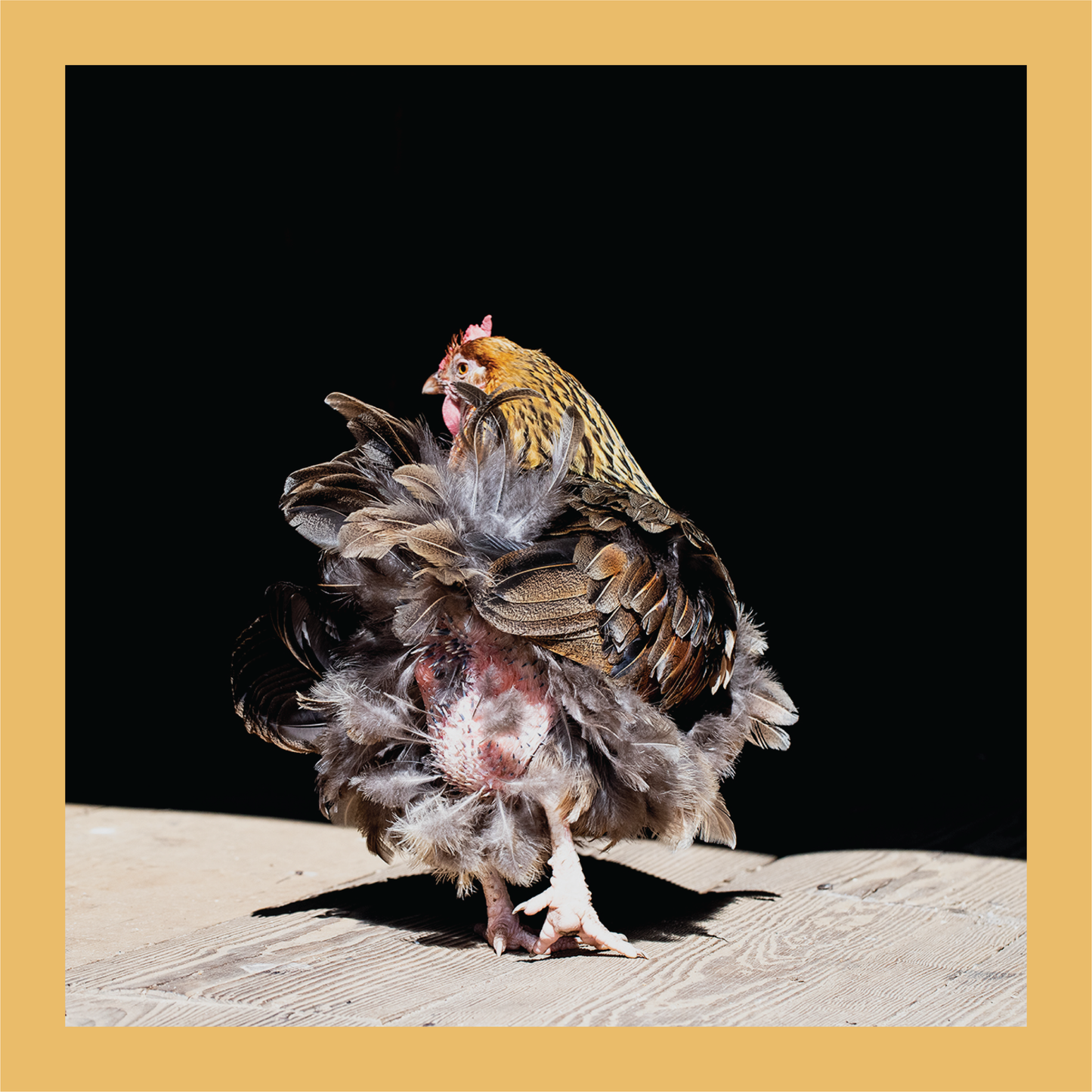 Dancing Feathers - signed print by Trevor D