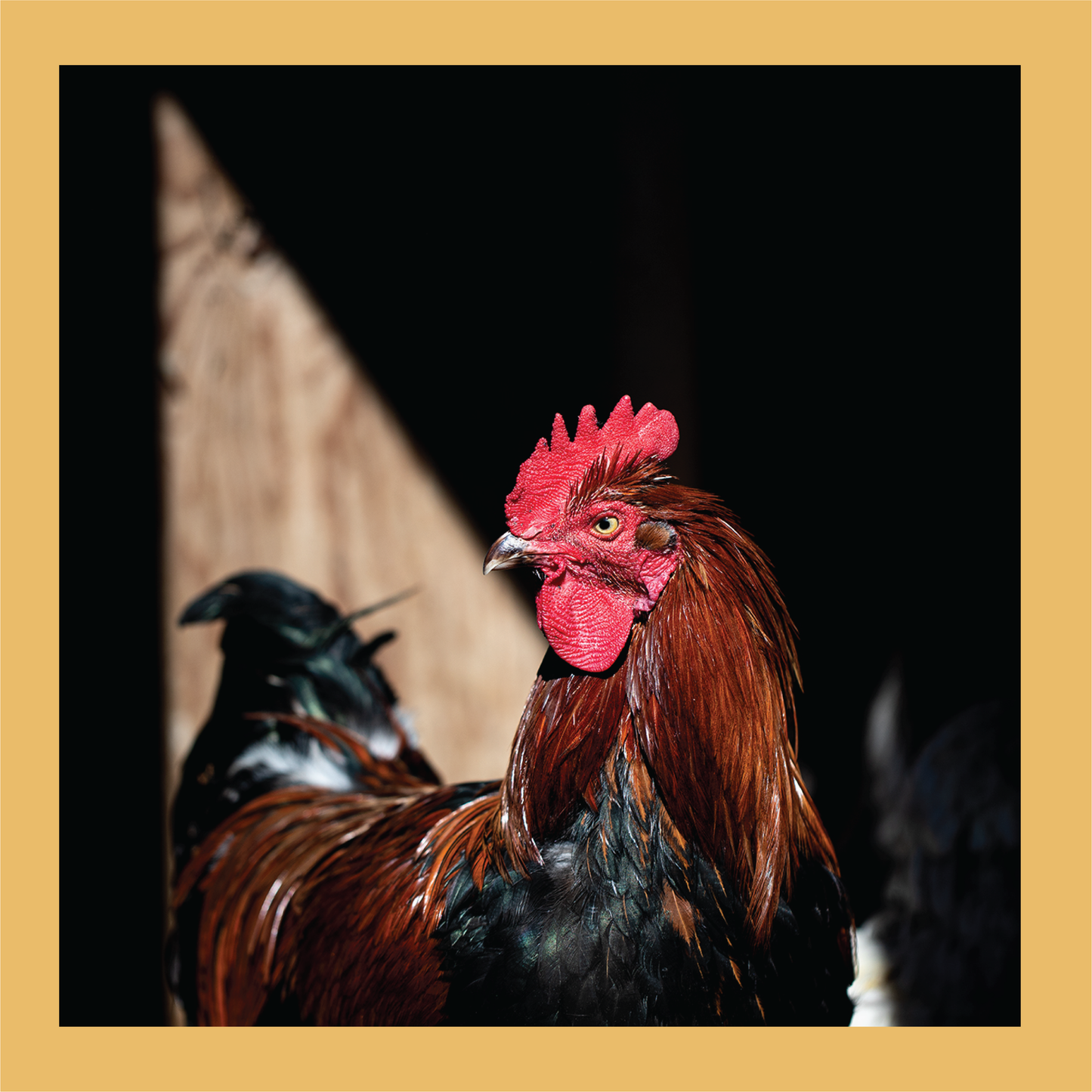 Piercing Eye - signed print by Trevor D