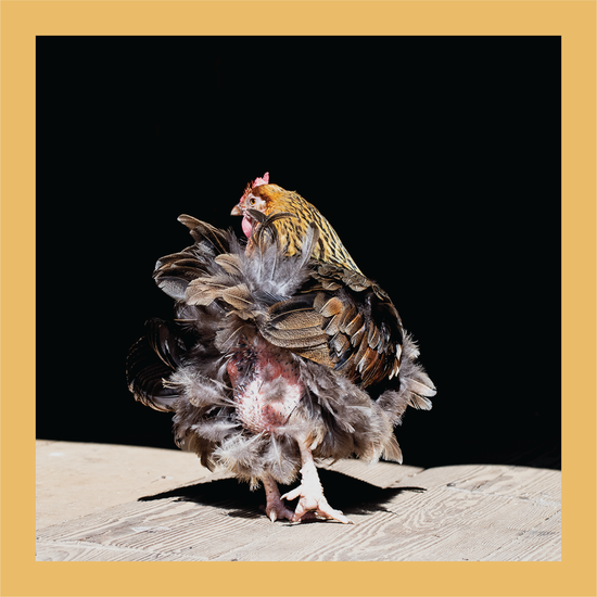 Dancing Feathers - signed print by Trevor D