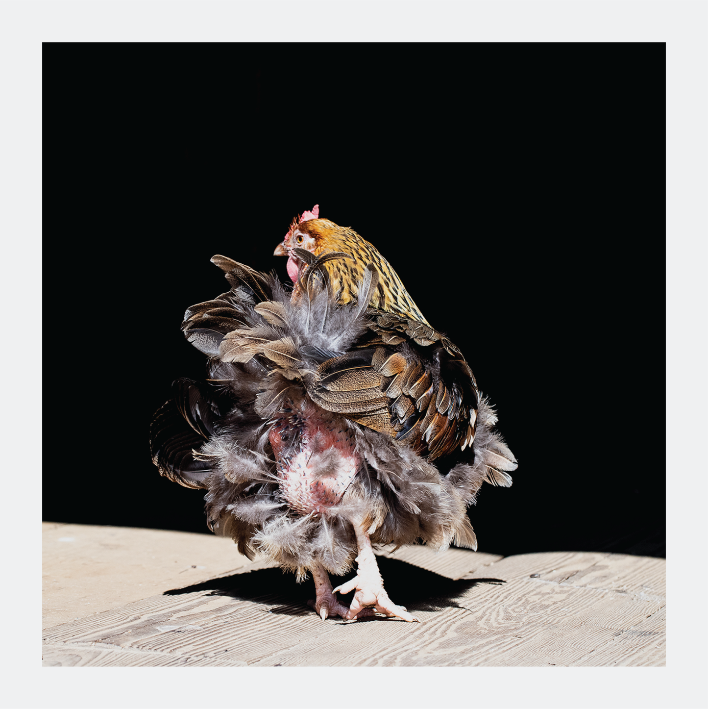 Dancing Feathers - signed print by Trevor D