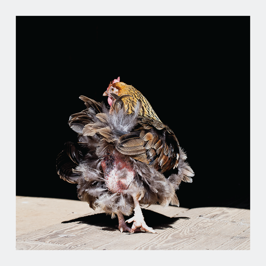 Dancing Feathers - signed print by Trevor D