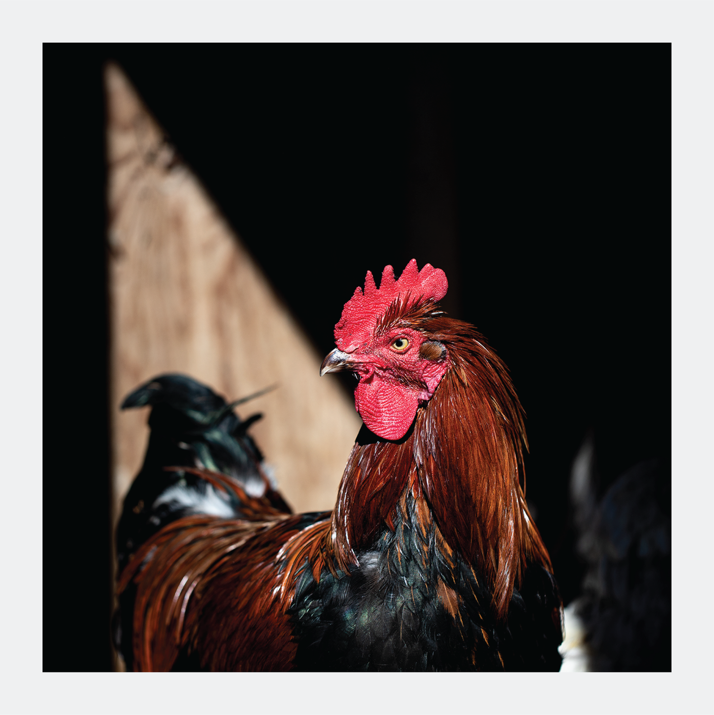 Piercing Eye - signed print by Trevor D