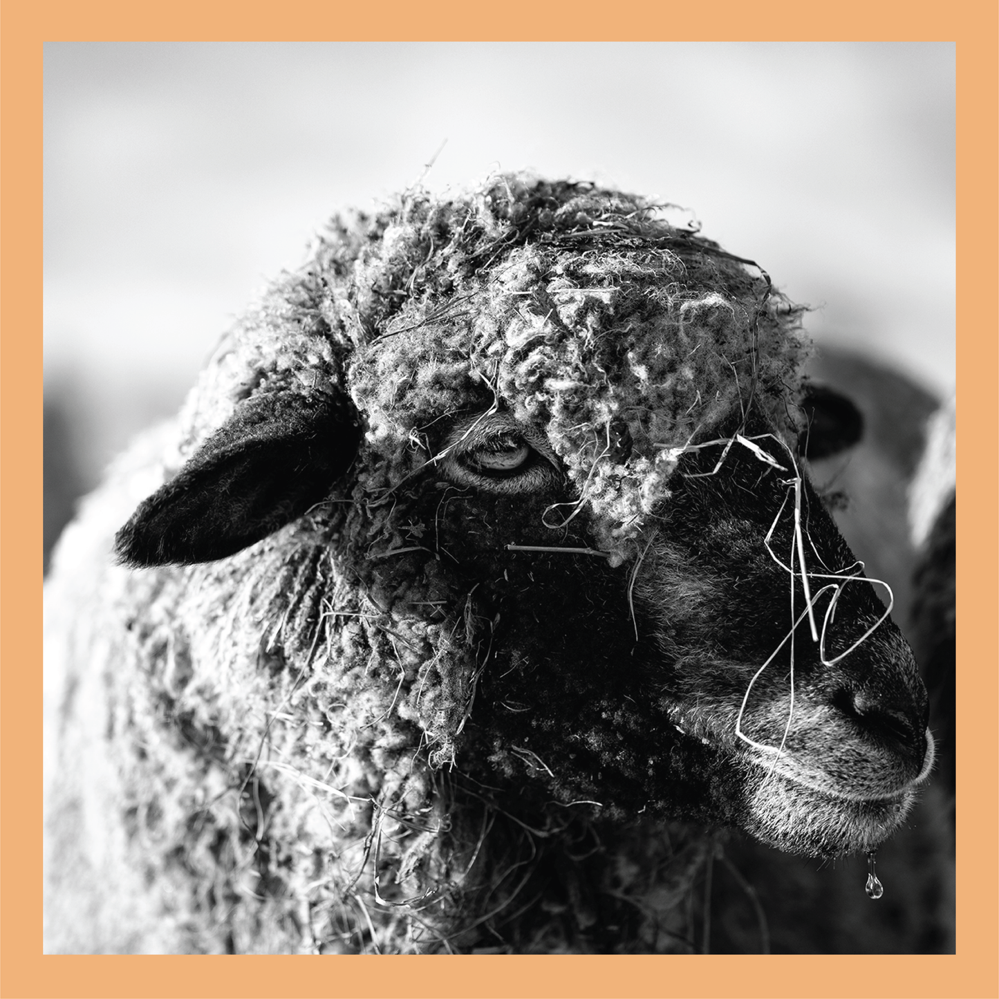 Water Dripping II - signed print by Trevor D