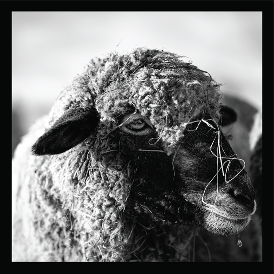 Water Dripping II - signed print by Trevor D