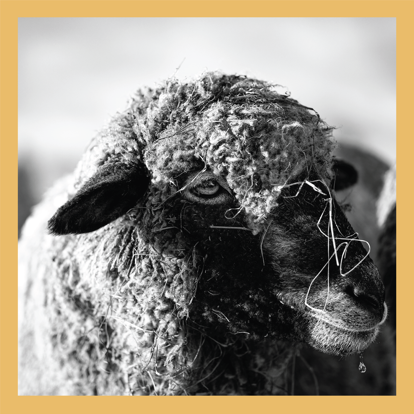 Water Dripping II - signed print by Trevor D