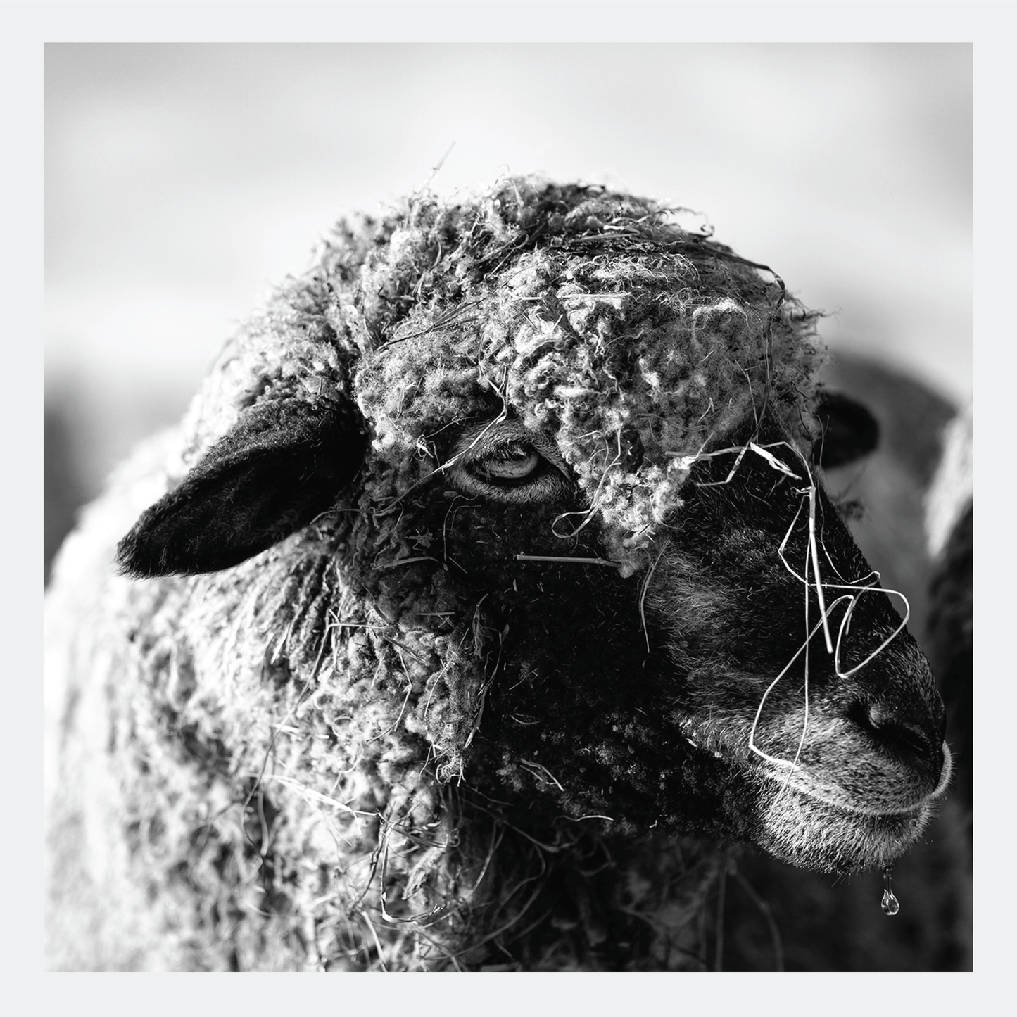 Water Dripping II - signed print by Trevor D