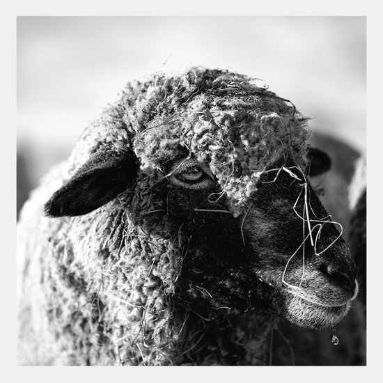 Water Dripping II - signed print by Trevor D