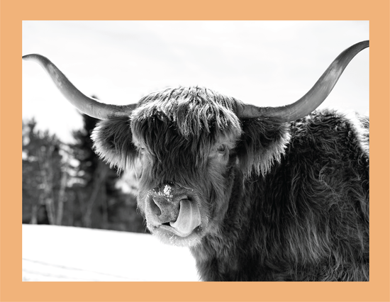 Itchy Nose  - signed print by Trevor D