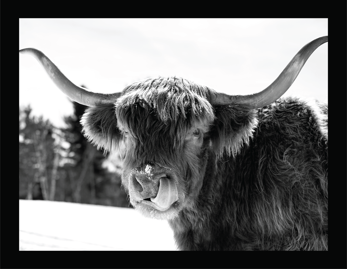 Itchy Nose  - signed print by Trevor D