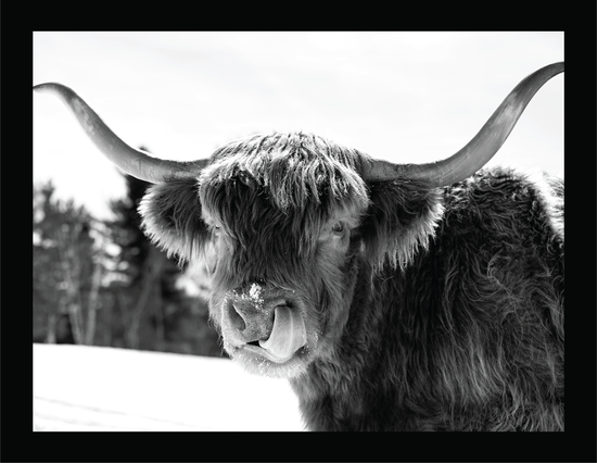 Itchy Nose  - signed print by Trevor D