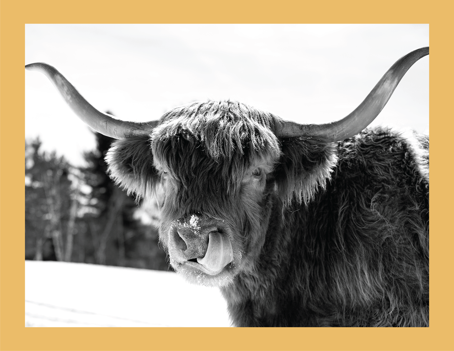 Itchy Nose  - signed print by Trevor D