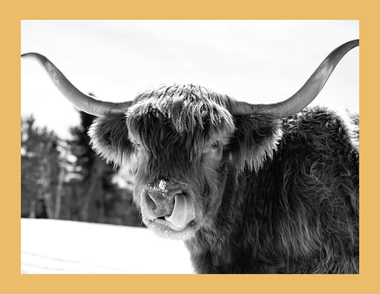 Itchy Nose  - signed print by Trevor D