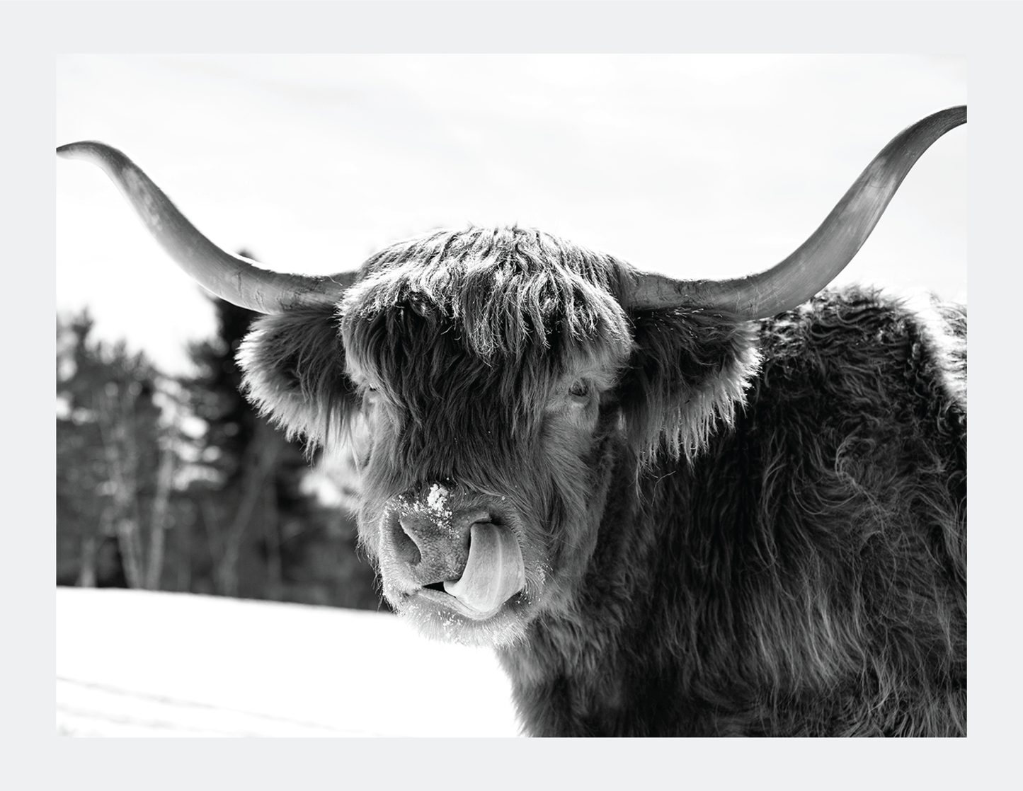 Itchy Nose  - signed print by Trevor D