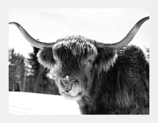 Itchy Nose  - signed print by Trevor D