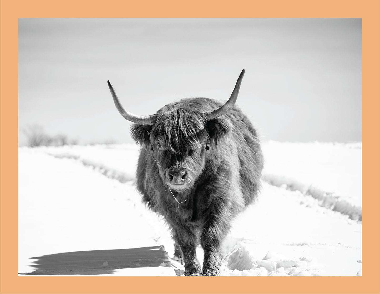 The Highlander II  - signed print by Trevor D