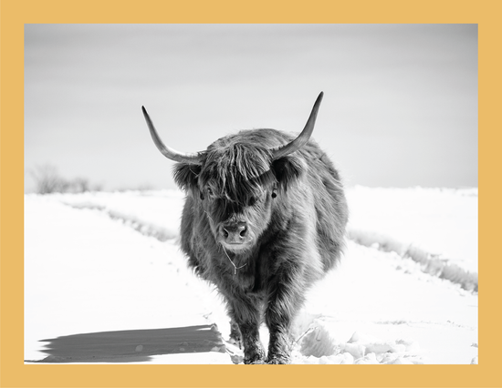 The Highlander II  - signed print by Trevor D