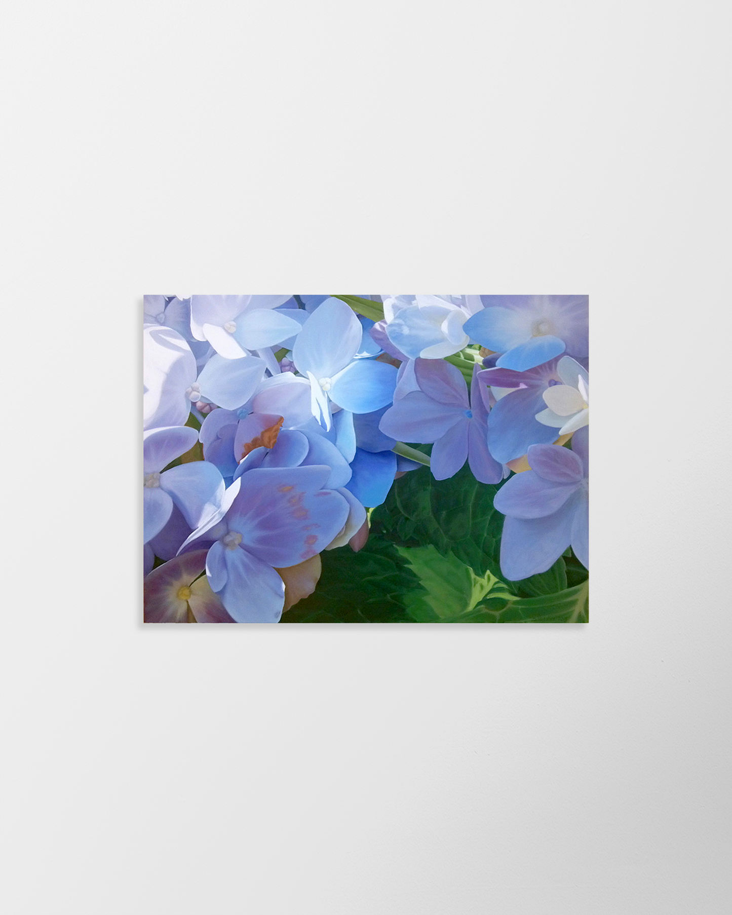 Hydrangea 2 – print by Susan Valentine