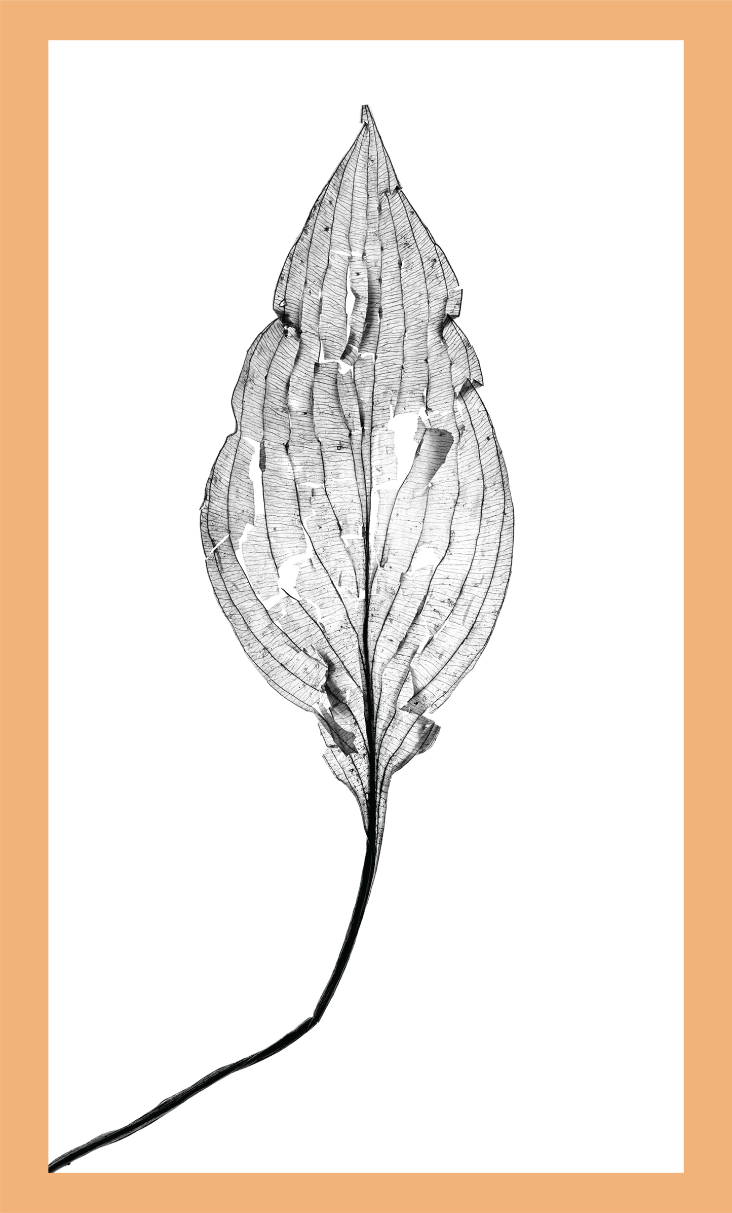 The Beauty of Nature XII - signed print by Trevor D