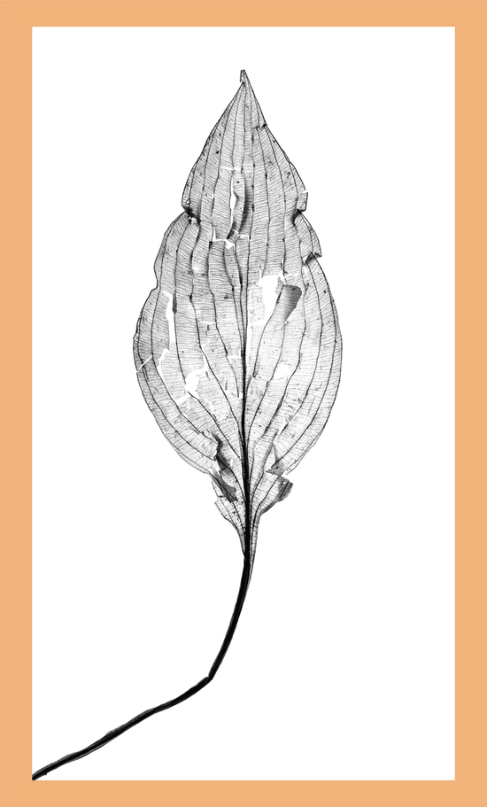 The Beauty of Nature XII - signed print by Trevor D