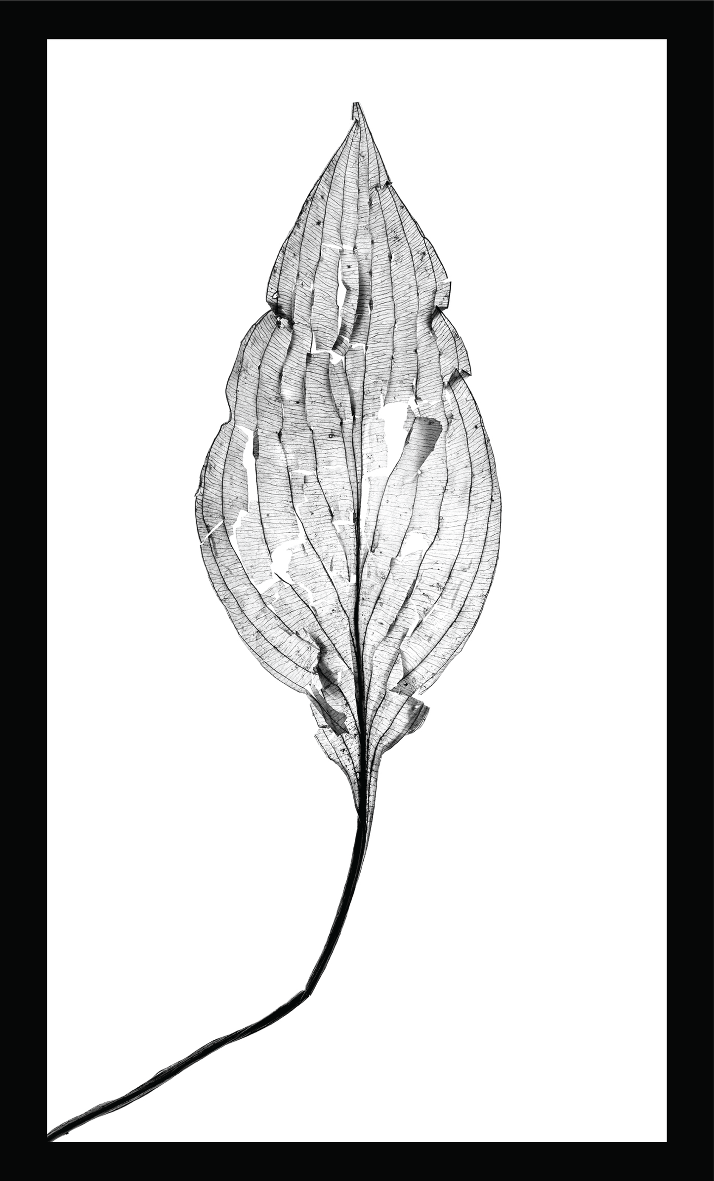 The Beauty of Nature XII - signed print by Trevor D