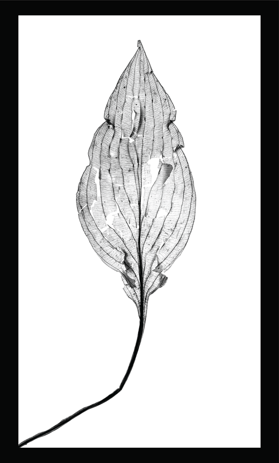 The Beauty of Nature XII - signed print by Trevor D