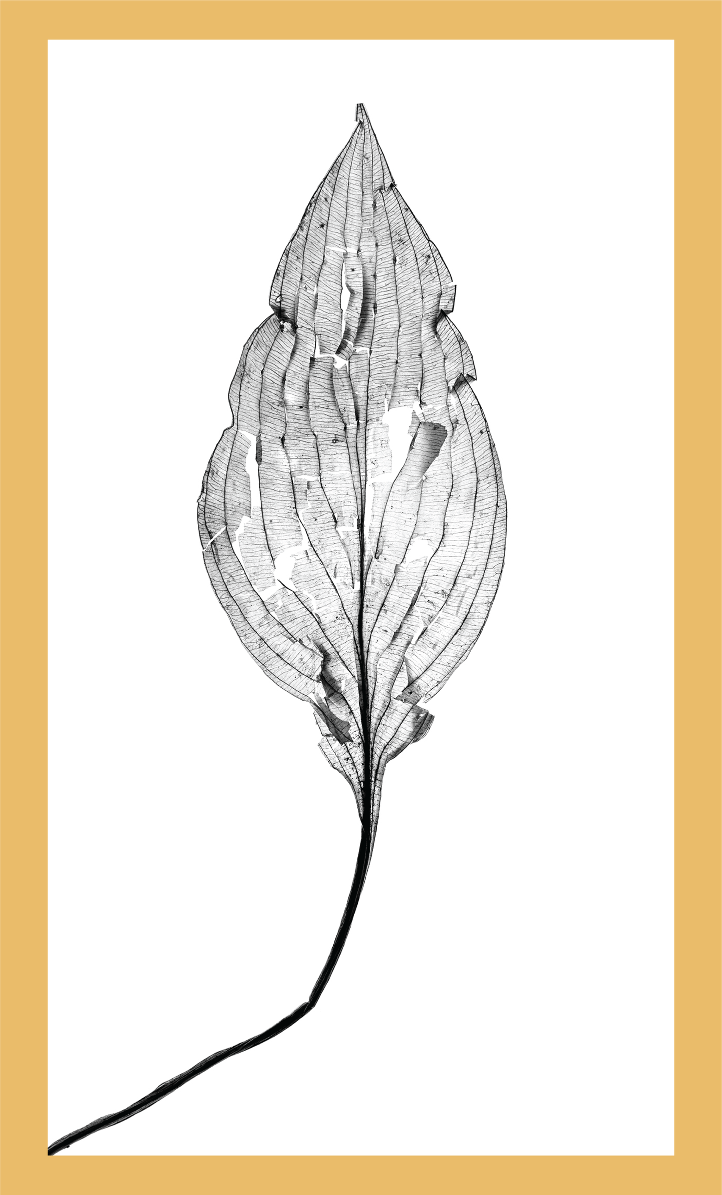 The Beauty of Nature XII - signed print by Trevor D