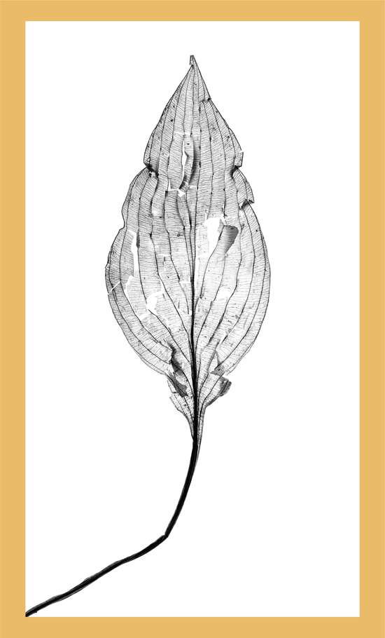 The Beauty of Nature XII - signed print by Trevor D