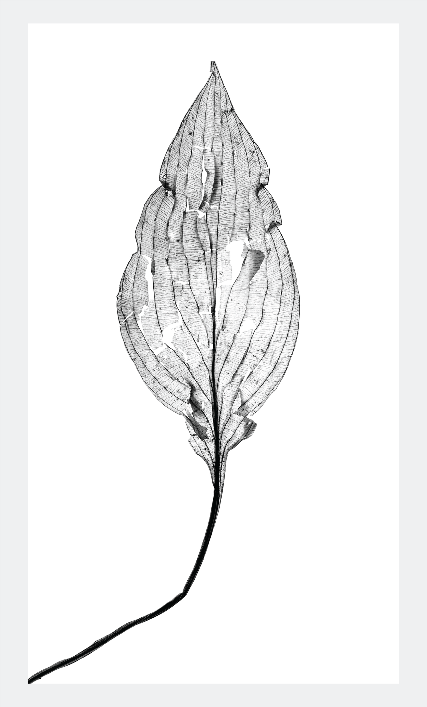 The Beauty of Nature XII - signed print by Trevor D