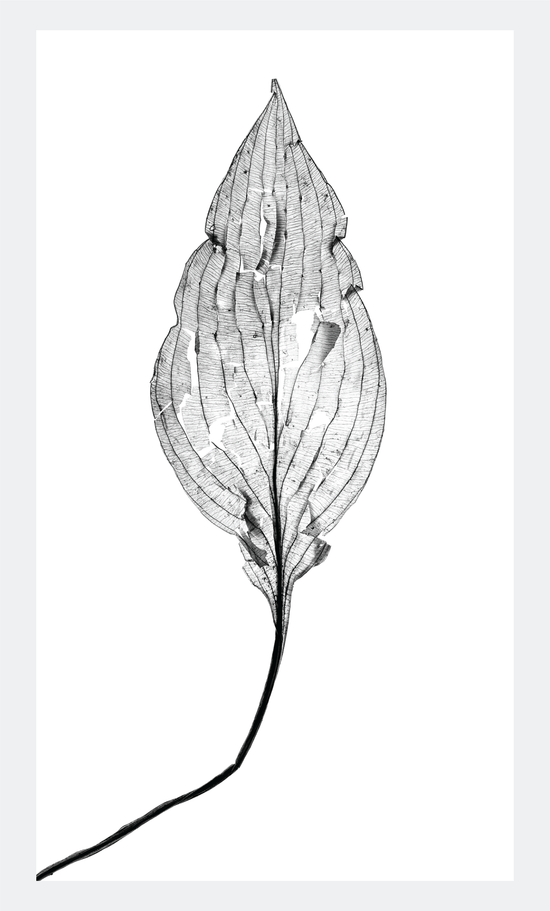 The Beauty of Nature XII - signed print by Trevor D