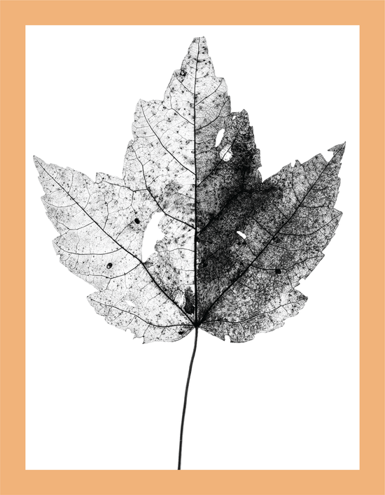 The Beauty of Nature VII - signed print by Trevor D