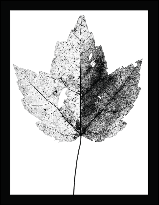 The Beauty of Nature VII - signed print by Trevor D