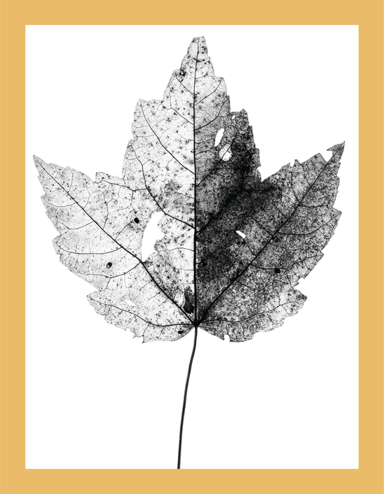 The Beauty of Nature VII - signed print by Trevor D