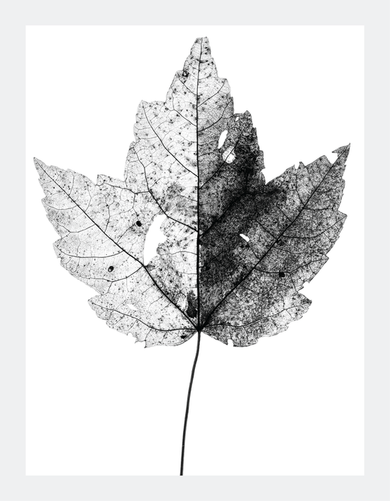 The Beauty of Nature VII - signed print by Trevor D