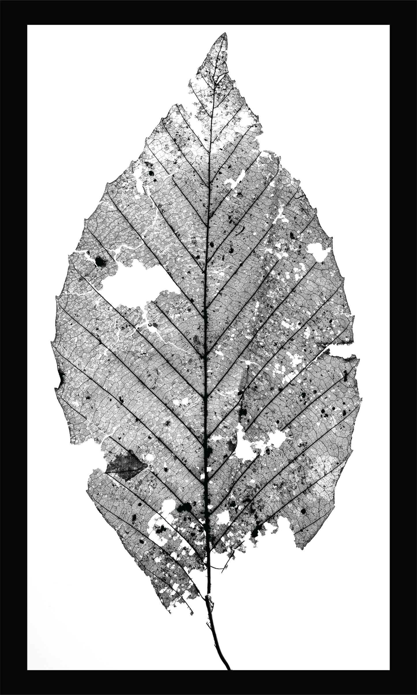 The Beauty of Nature V - signed print by Trevor D