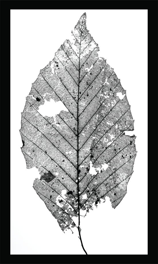 The Beauty of Nature V - signed print by Trevor D