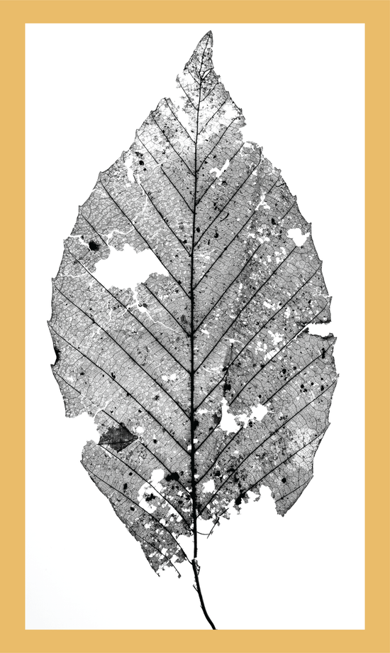 The Beauty of Nature V - signed print by Trevor D