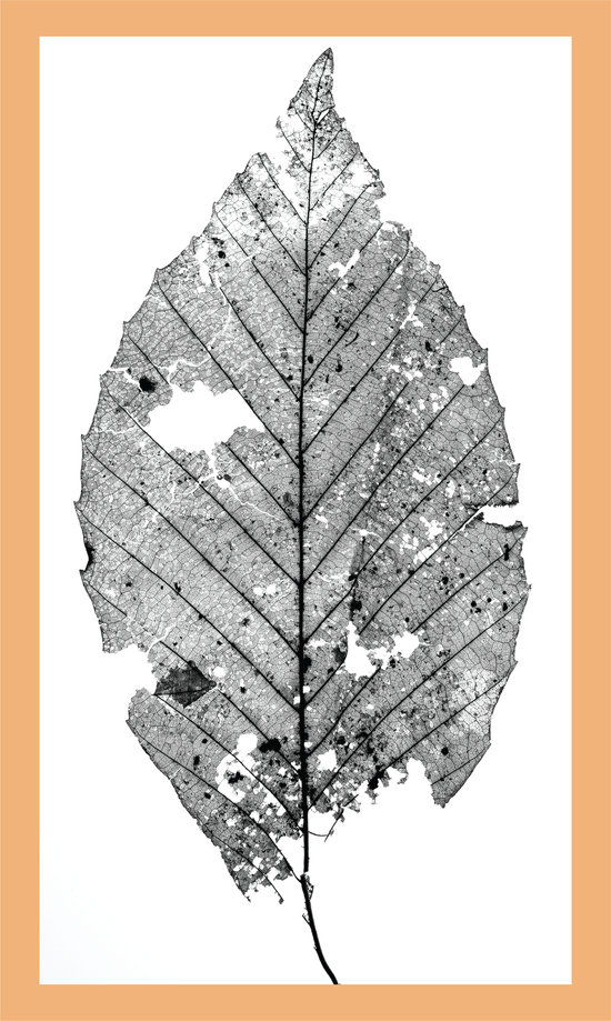 The Beauty of Nature V - signed print by Trevor D