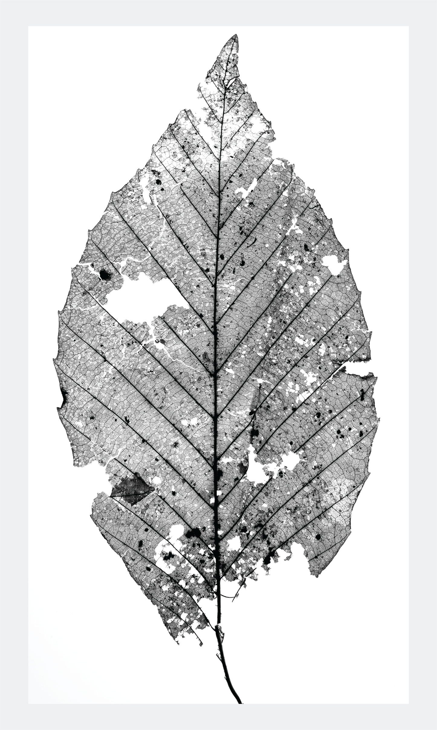 The Beauty of Nature V - signed print by Trevor D