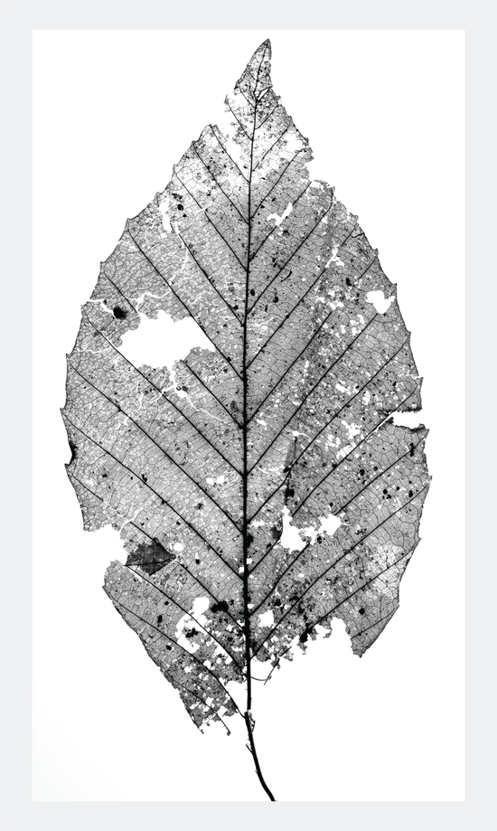 The Beauty of Nature V - signed print by Trevor D