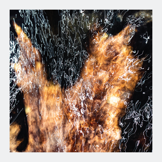 Maple - signed print by Trevor D