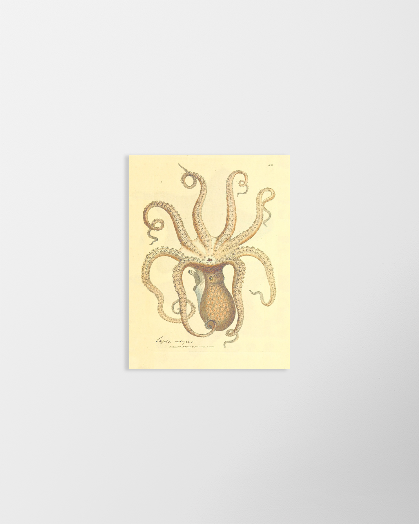 Load image into Gallery viewer, Octopus – Vintage Restored Print
