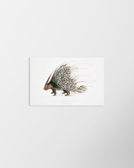 Porcupine – Vintage Restored Print