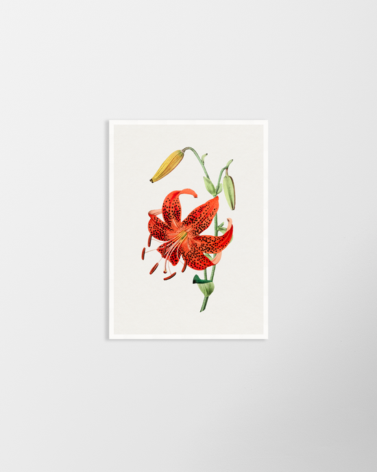 Orange Lily II – Vintage Botanical Print