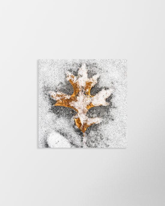 Snowy Leaf – signed print by Trevor D