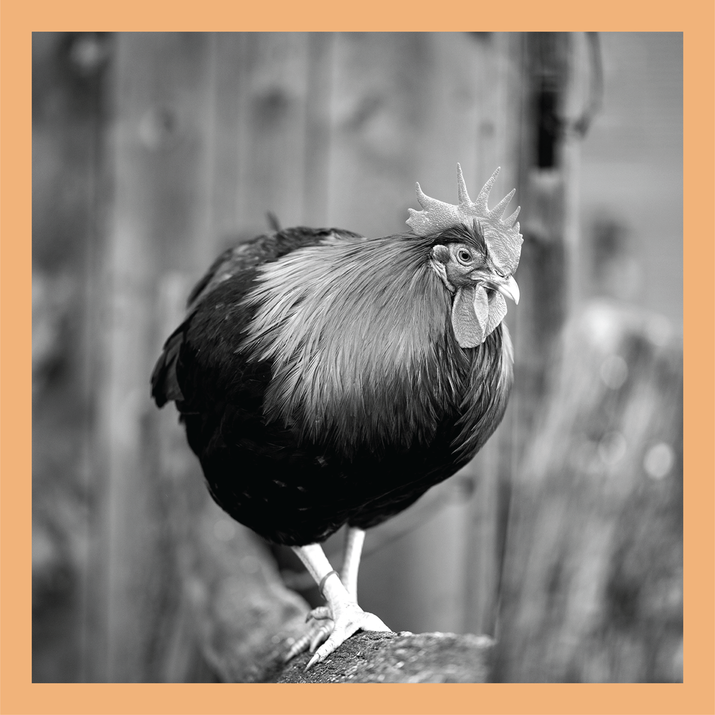 Walking the Fence - signed print by Trevor D